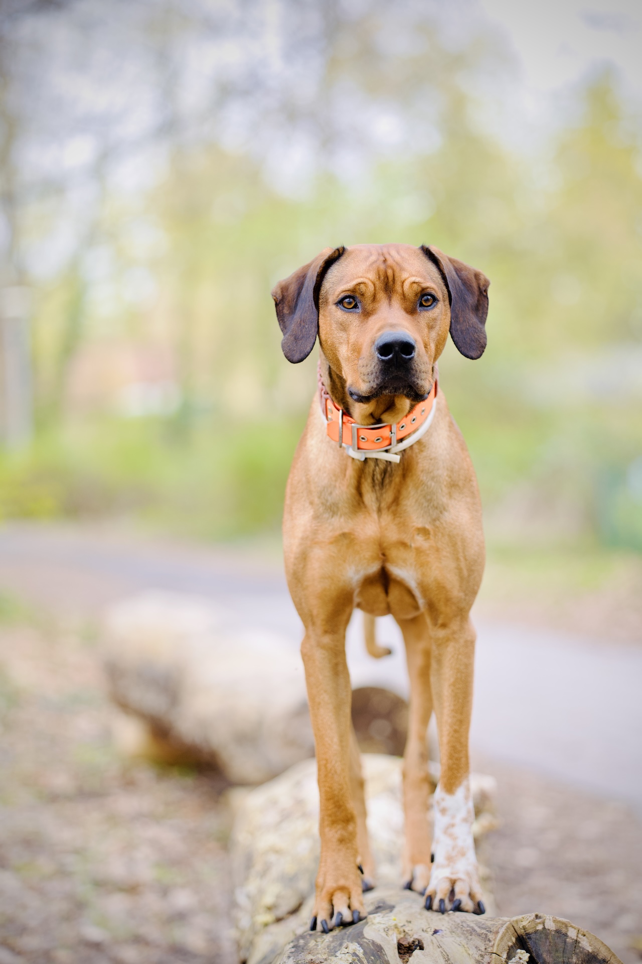 Brauner Hund steht aufmerksam auf einem Weg.