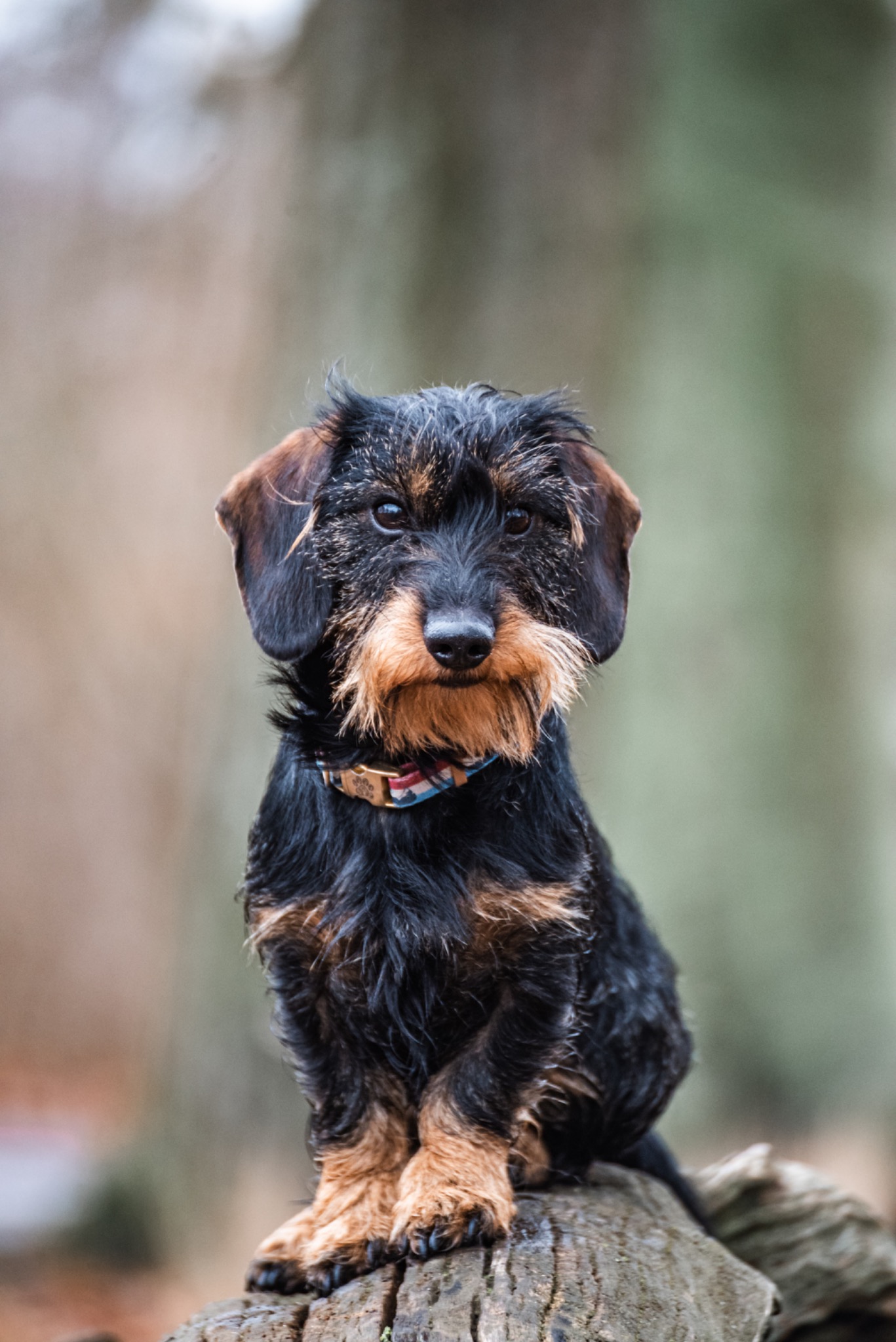 Hundebild 26: DSC2505