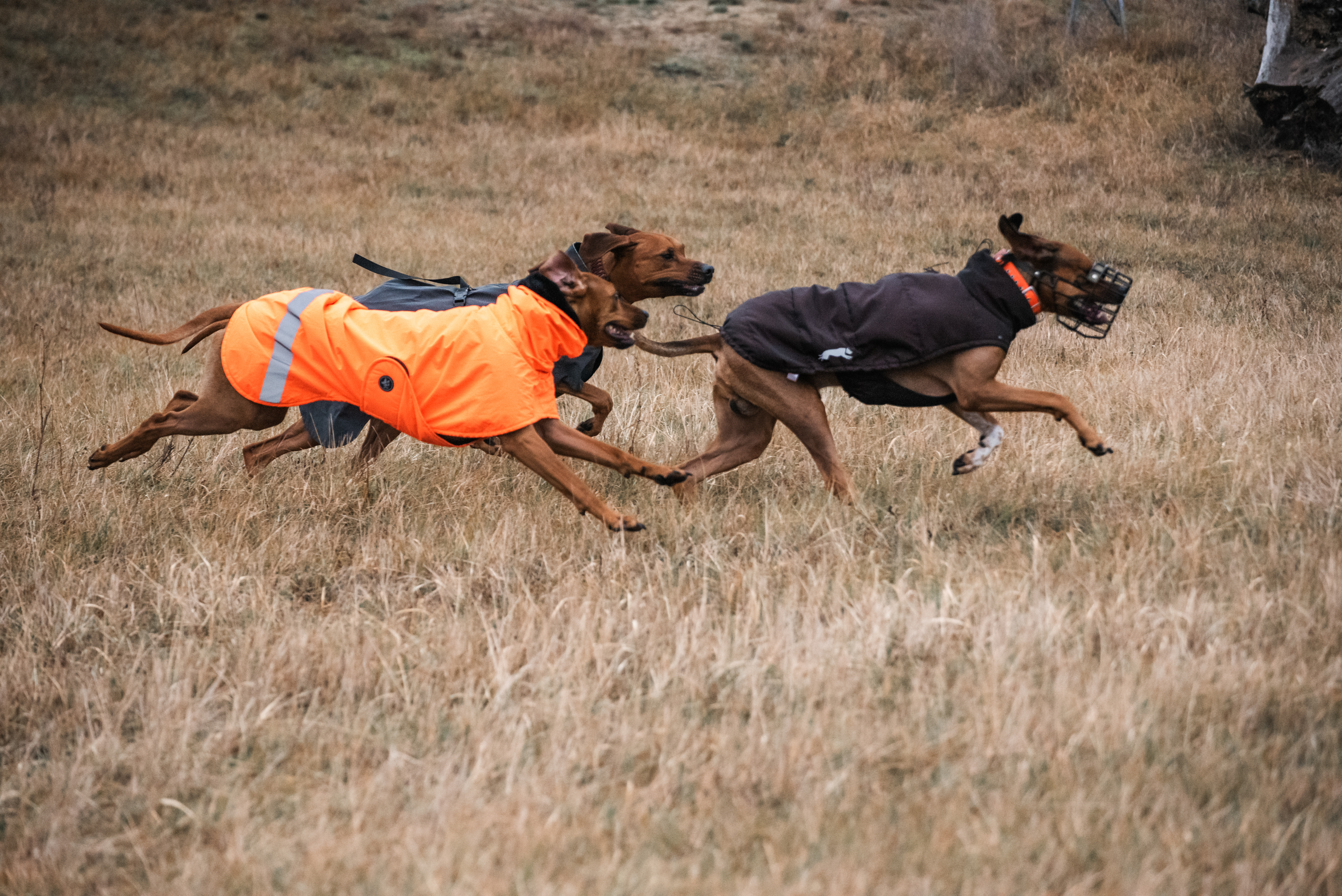 Hundebild 37: DSC6733