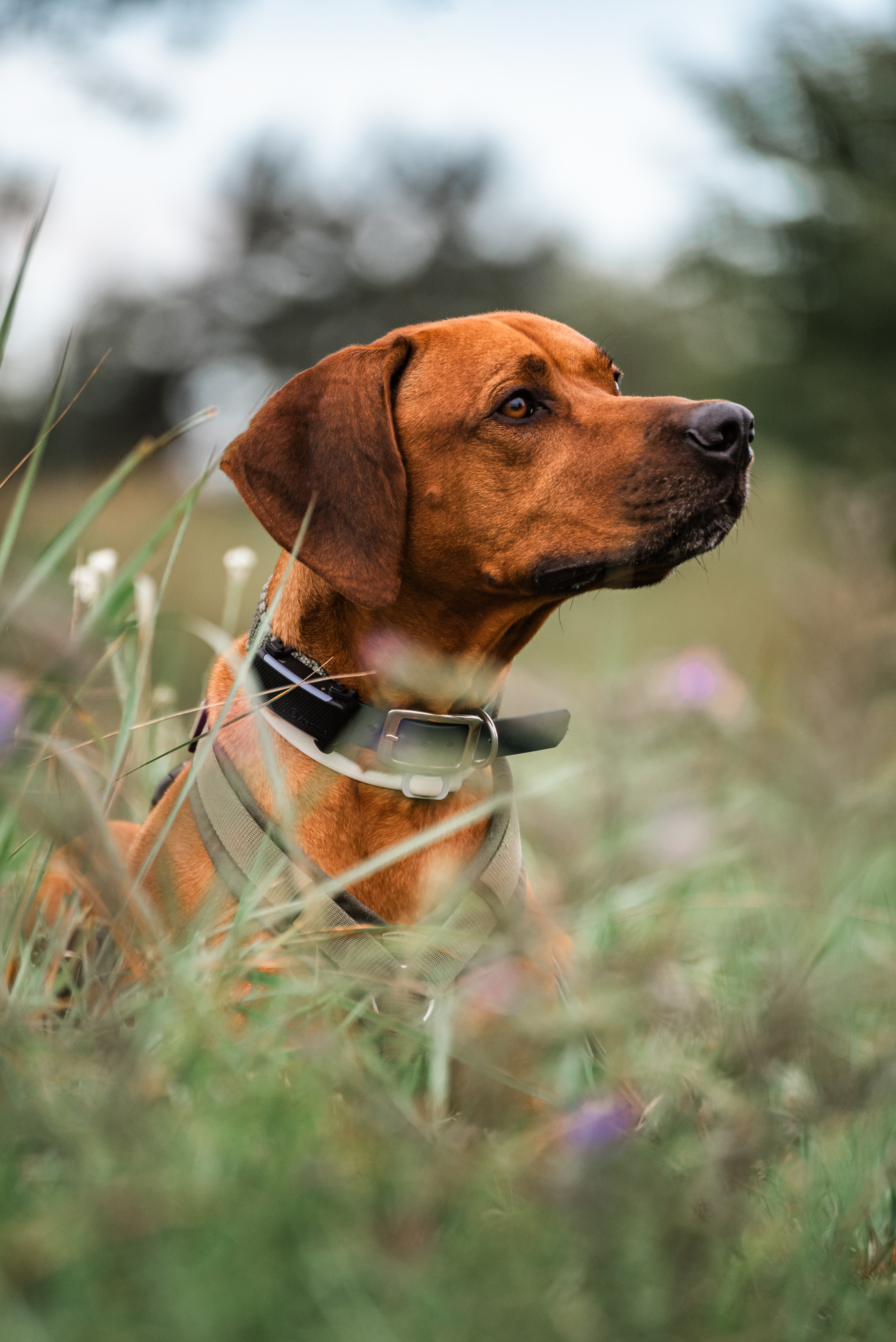 Hundebild 38: DSC9060
