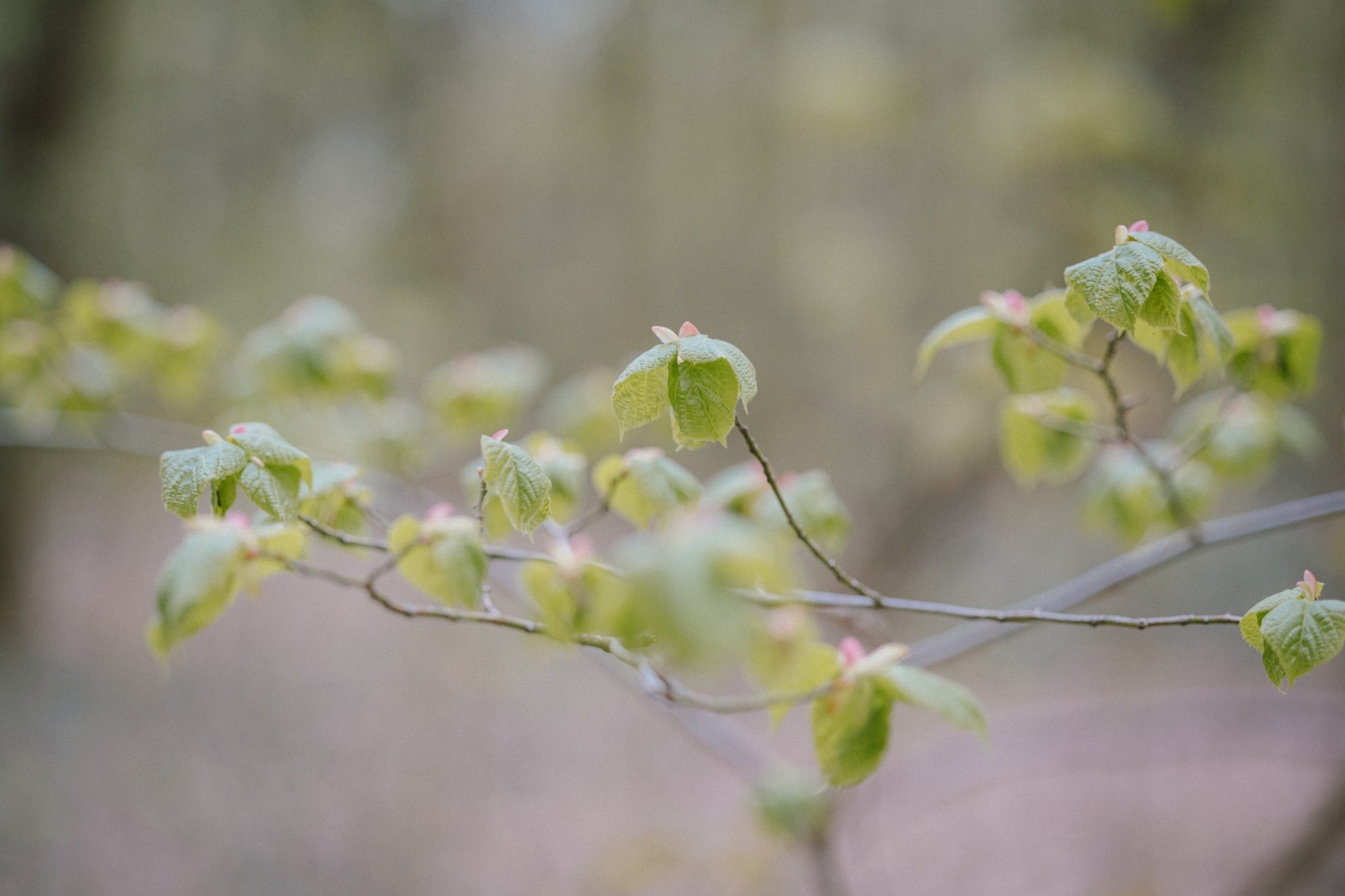 Pflanzenbild 02: DSC 0227