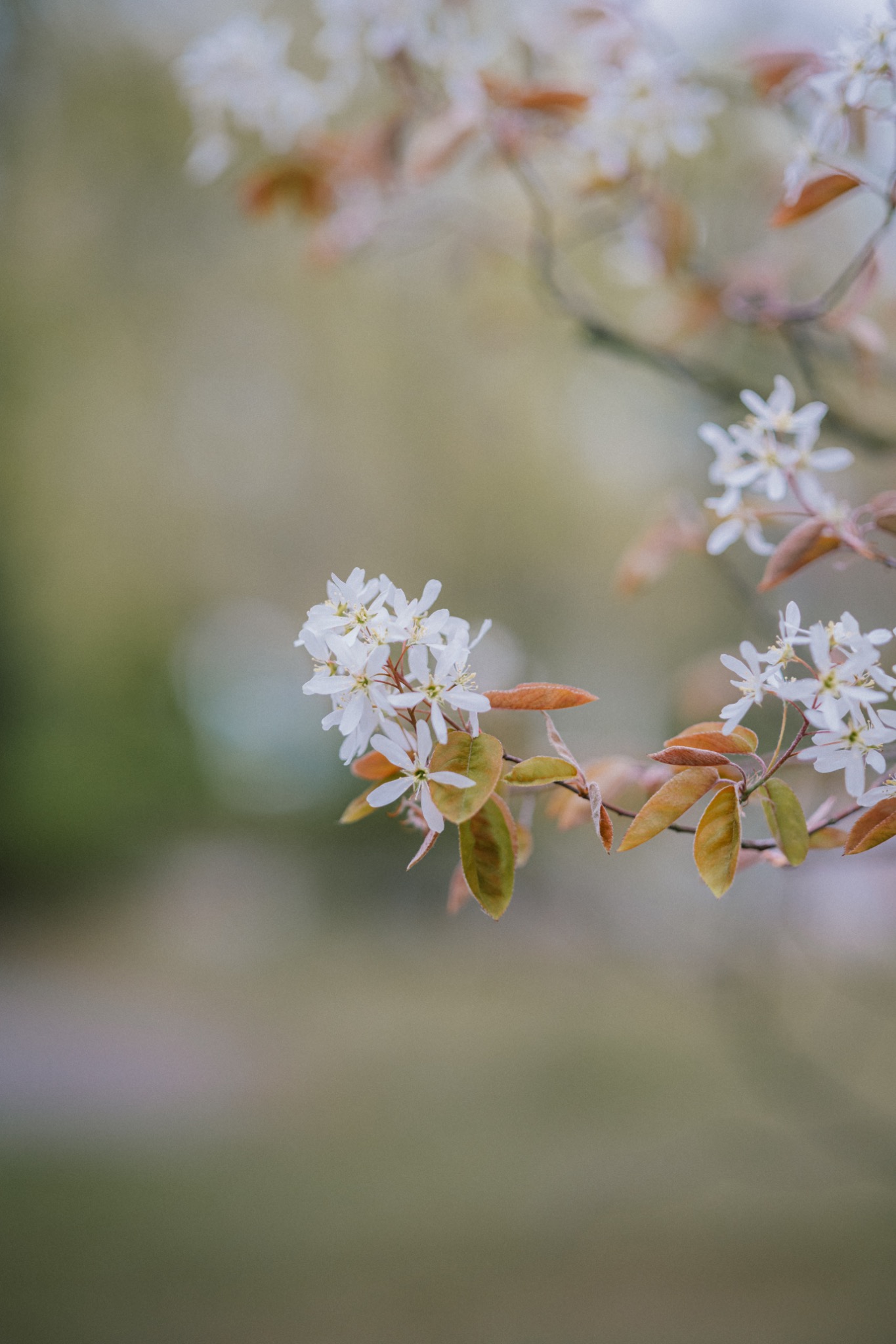 Pflanzenbild 03: DSC 0233