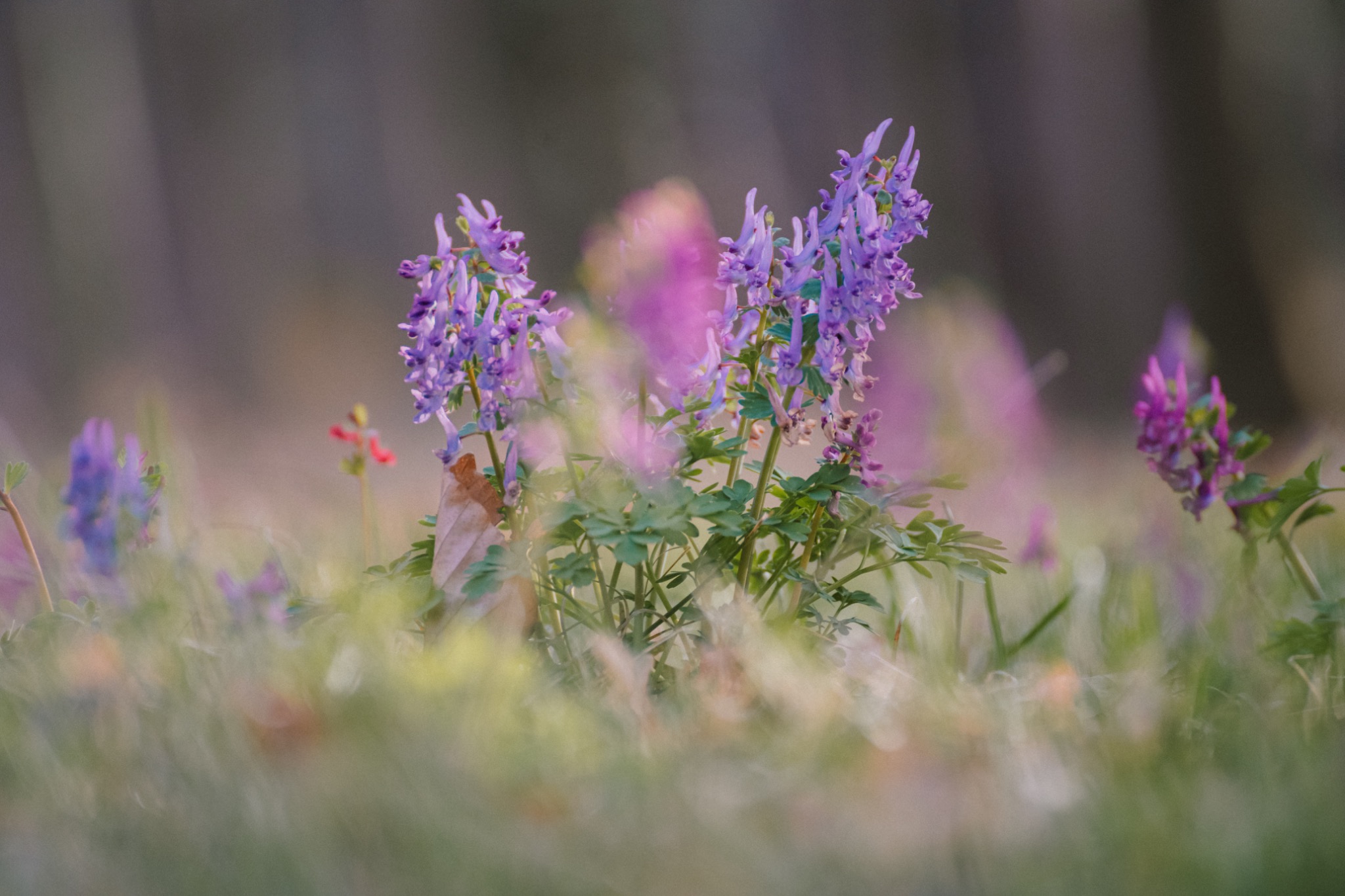 Pflanzenbild 04: DSC 0315