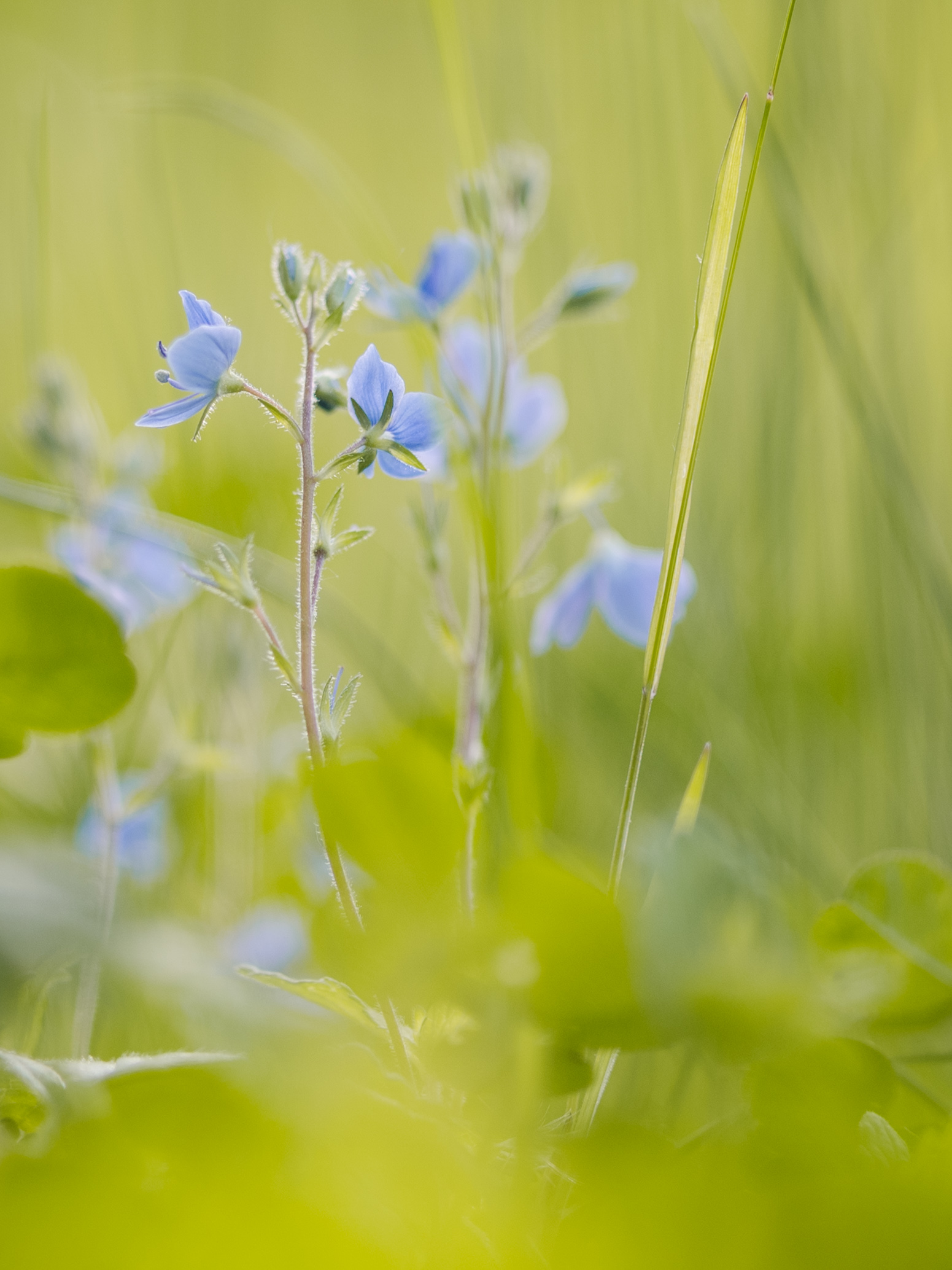 Pflanzenbild 08: DSC 1170
