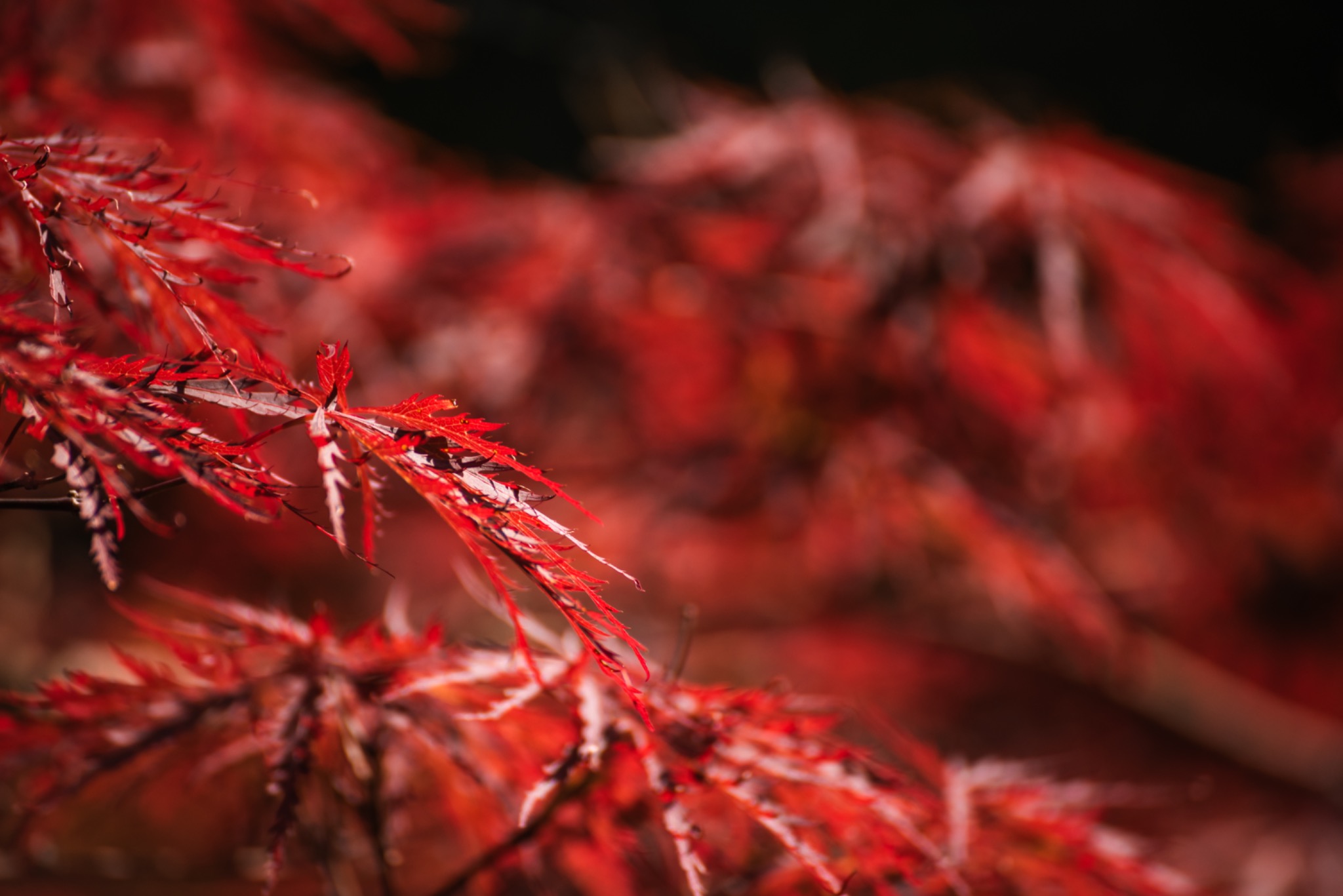 Pflanzenbild 11: DSC5796
