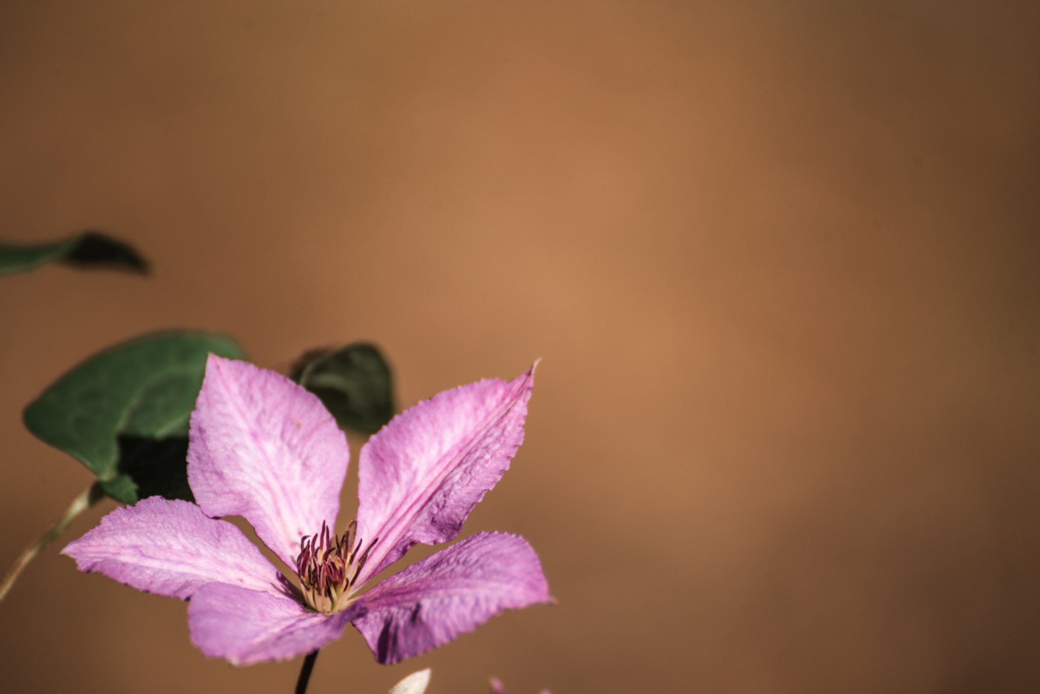Pflanzenbild 12: DSC5807