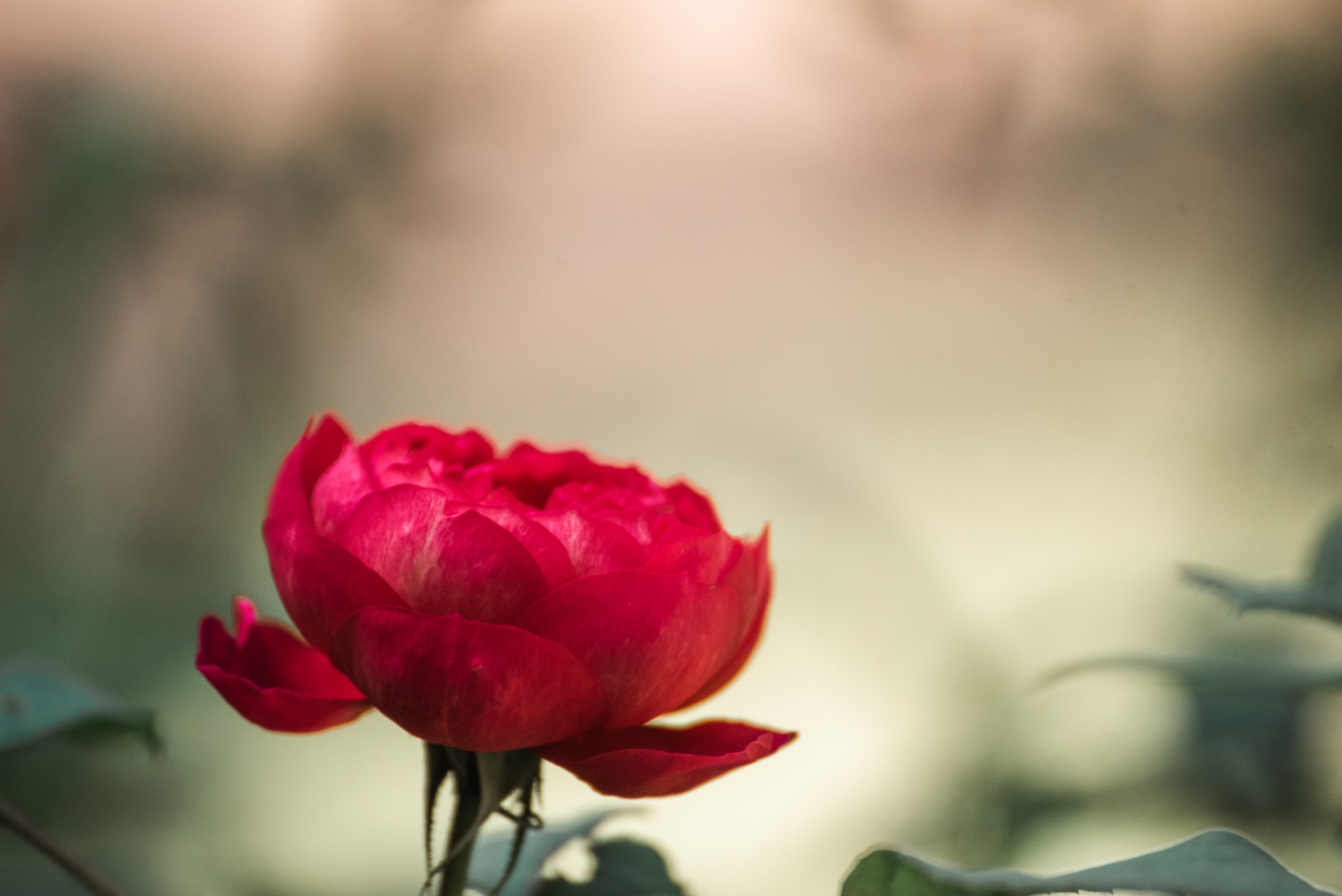 Pflanzenbild 13: DSC5826