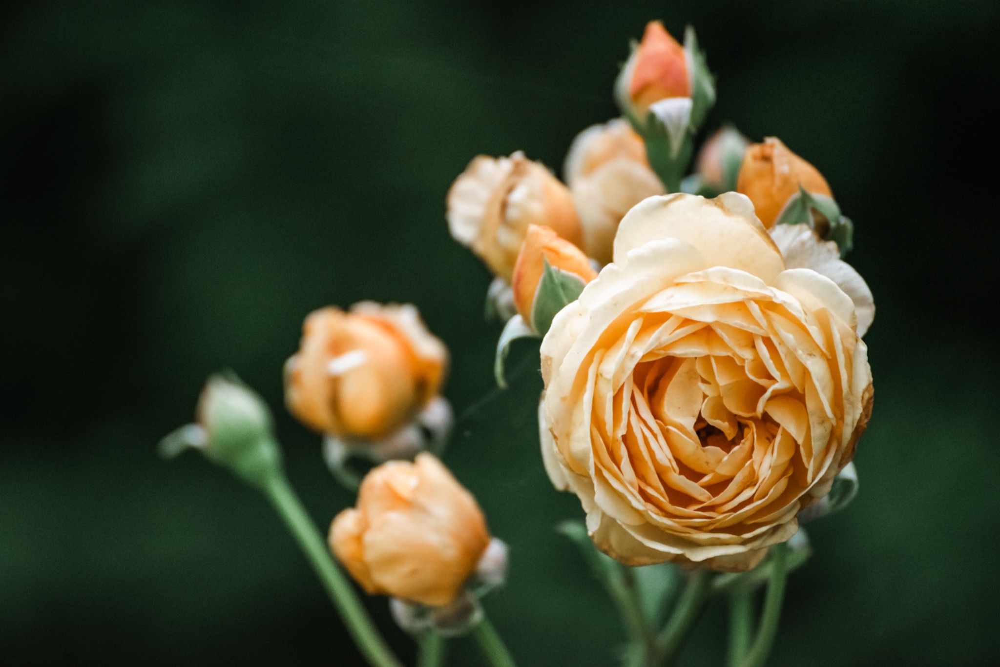 Pflanzenbild 14: DSC5828