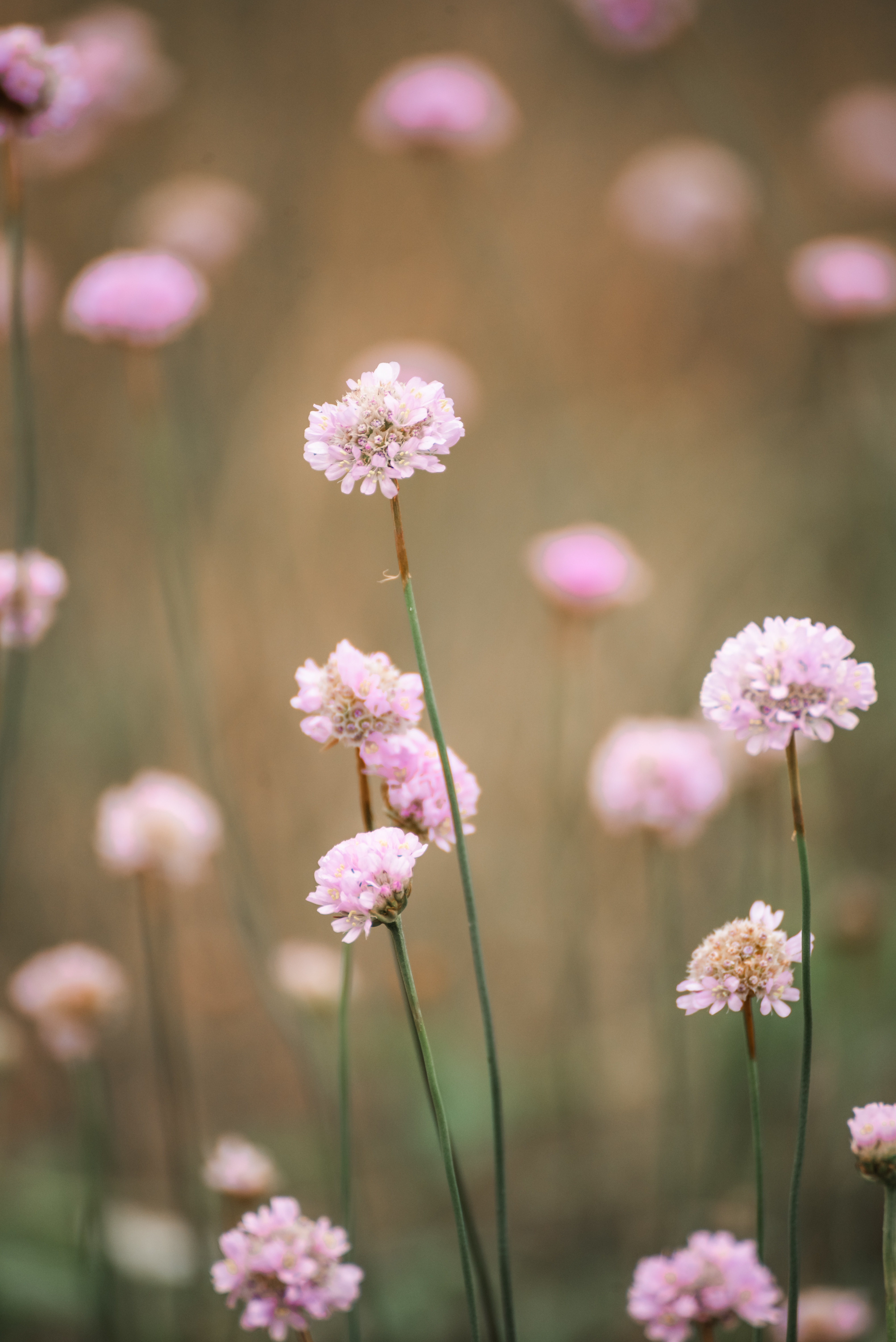 Pflanzenbild 16: DSC6854