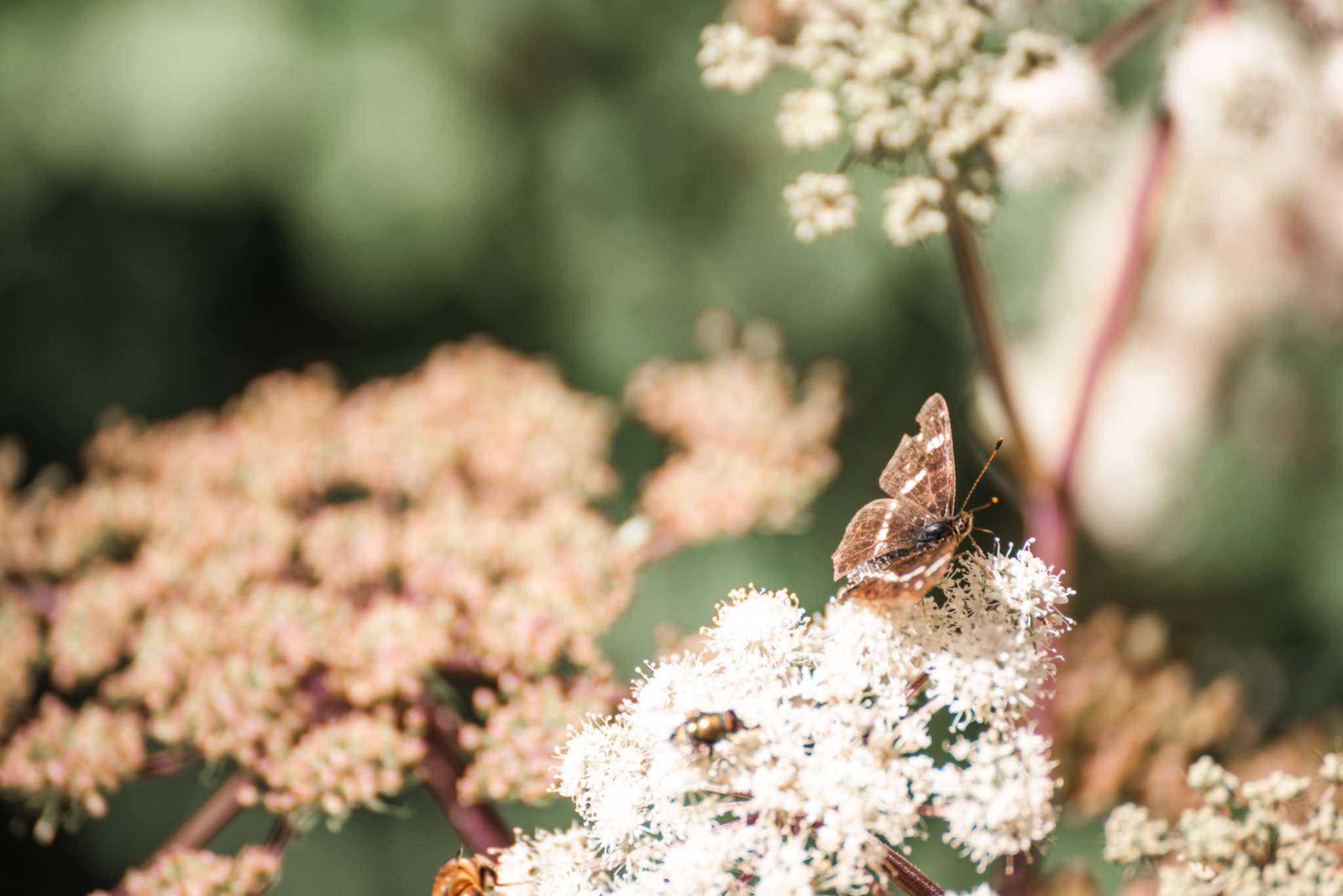 Pflanzenbild 18: DSC7866
