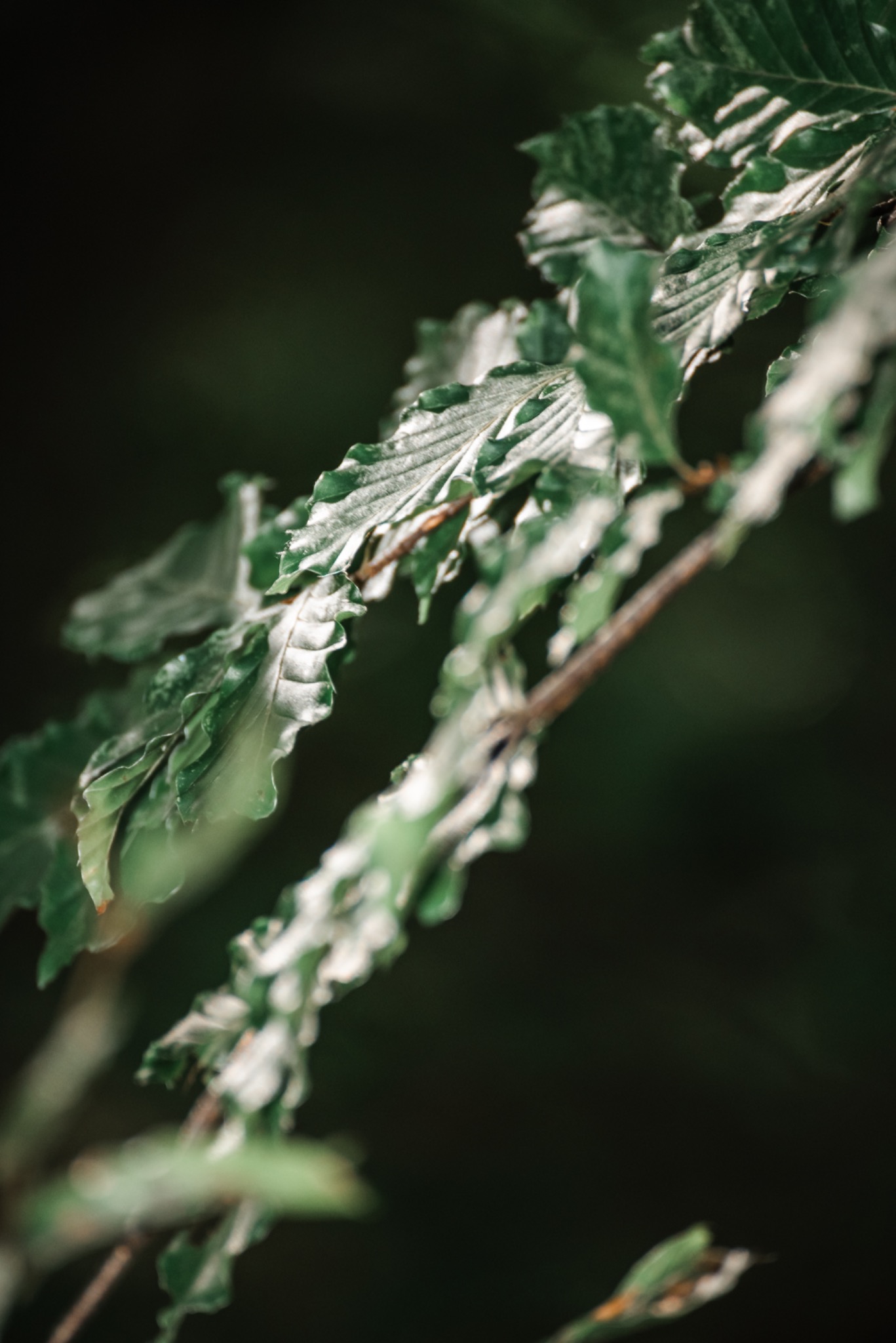 Pflanzenbild 19: DSC7918
